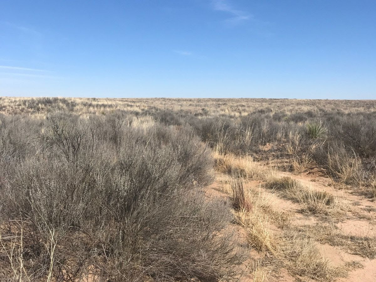 ⭐️SOLD⭐️ 1 Acre in Cochran County | $1,500